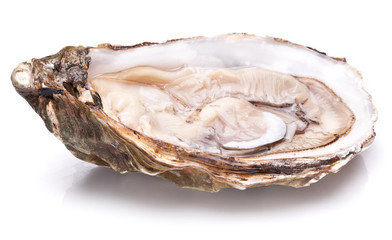 Raw oyster on a whte background.