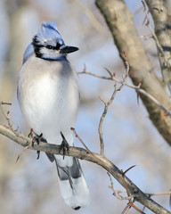Blue jay
