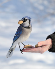 Blue jay