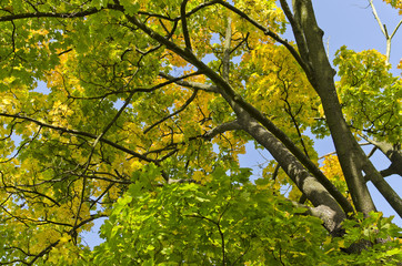 Fototapeta premium autumn maple trees