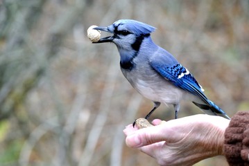 Blue Jay