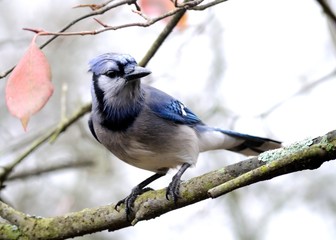 Blue Jay