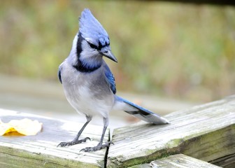 Blue Jay