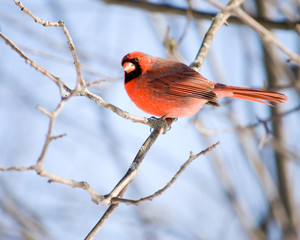Northern Cardindal