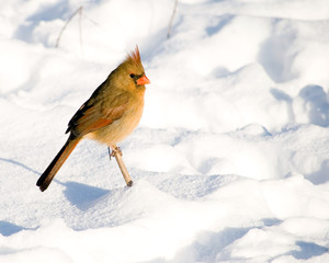 Female Northern Cardinal