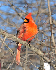Cardinal (Cardinalis cardinalis)