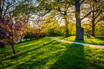 Fototapeta premium Evening light on colorful trees in Druid Hill Park, Baltimore, M
