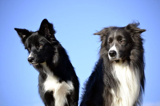 Border Collies