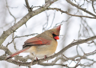 Female Cardinal