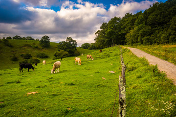 Fence and cows in a field at Moses Cone Park on the Blue Ridge P