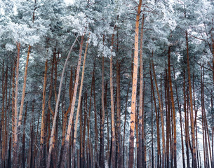Pine forest covered with hoarfrost