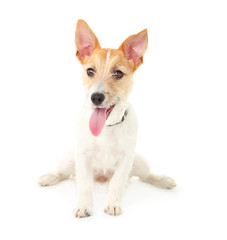 Funny little dog Jack Russell terrier, isolated on white