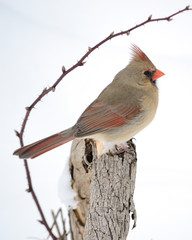 Northern Cardinal