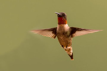 Male Ruby Throated Hummingbird © jenslphotography