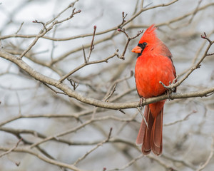 Male Cardinal