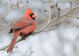 Male Cardinal