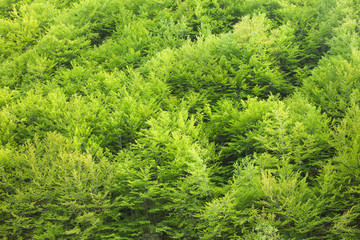 Green forest