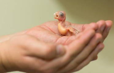 Cockatoo baby © muro