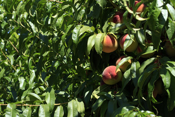 Ripe peaches ready for harvest