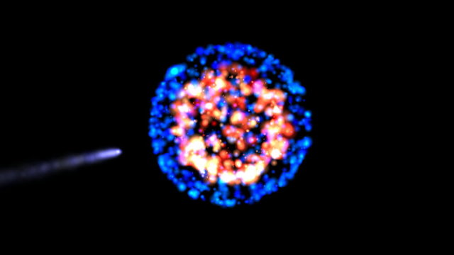microscopic view of fertilization process