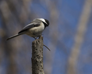 Black-capped Chickadee (Parus atricapillus)