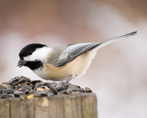 Obraz premium Black-capped Chickadee