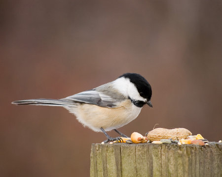 Black-capped Chickadee