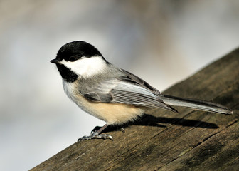 Black-capped Chickadee