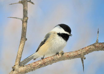 Obraz premium Black-capped Chickadee