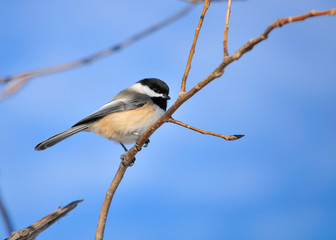 Obraz premium Black-capped Chickadee