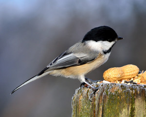 Black-capped Chickadee