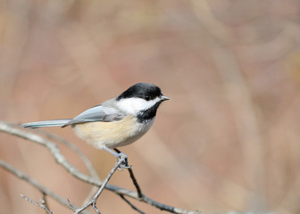 Naklejka premium Black-capped Chickadee