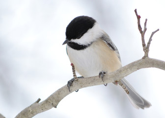 Black-capped Chickadee