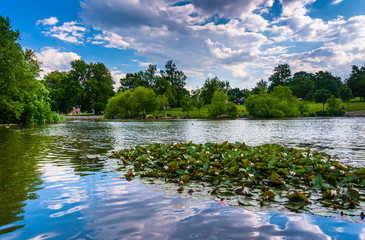 Fototapeta na wymiar Lily pads in the pond at Patterson Park in Baltimore, Maryland.