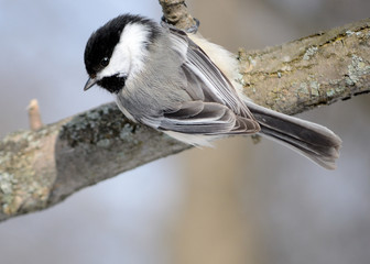 Black-capped Chickadee