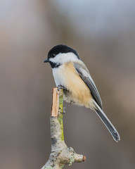 Black-capped Chickadee