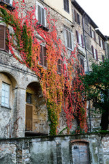 Perugia - antico palazzo decorato con piante e fiori