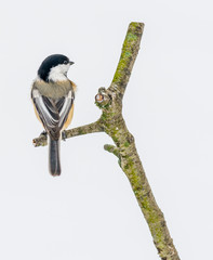 Black-capped Chickadee © brm1949