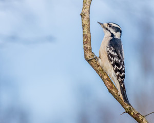 Downy Woodpecker