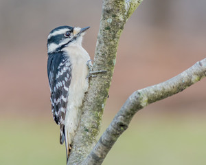 Downy Woodpecker
