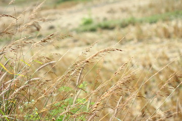 Fototapeta premium It looks barren fields after harvest.