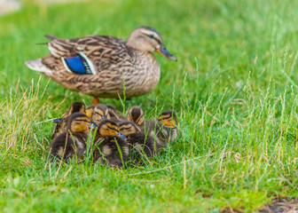 Mallard Ducklings