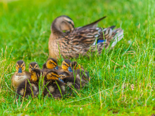 Mallard Ducklings