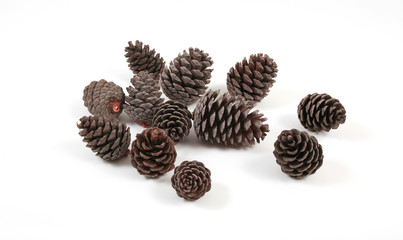 Pine cones