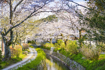 Philosopher's Path in Kyoto, Japan