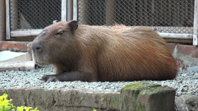 Rodents, Capybara, Zoo Animals, Mammals, Wildlife