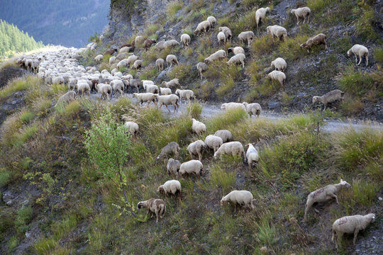 Saison Berger, Alpes de hautes Provence