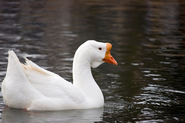 Domestic Goose
