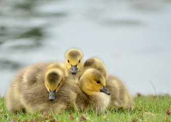 Canada Goose Goslings