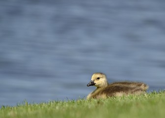 Canada Goose Gosling